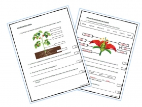 evaluation-conjugaison
